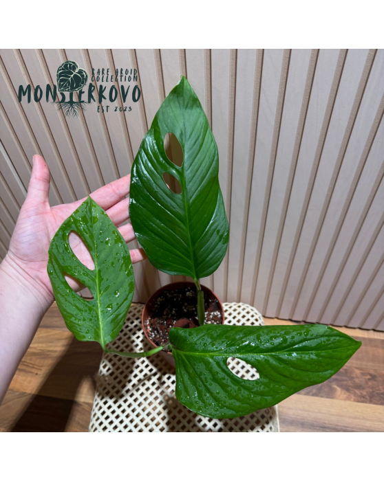 Monstera sp. Loli