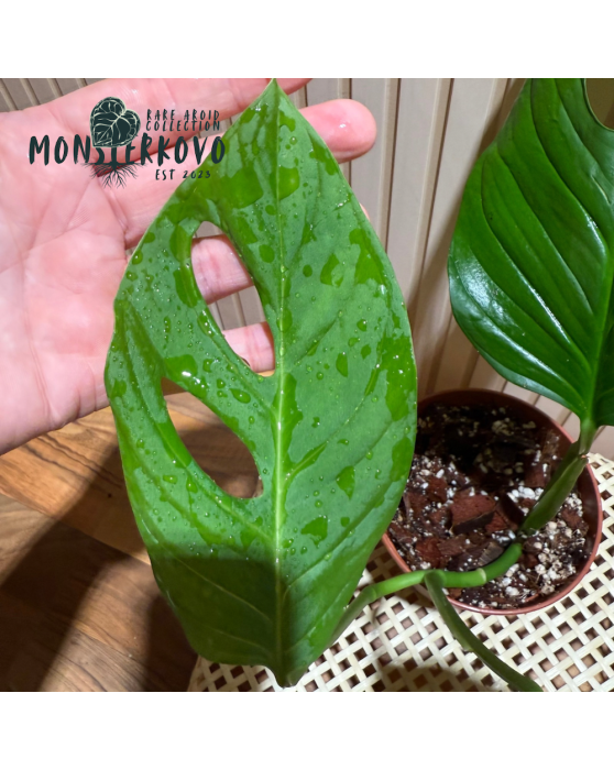 Monstera sp. Loli