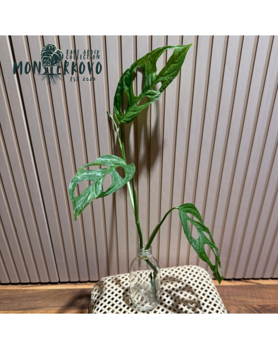 Monstera Indonesian Marble...