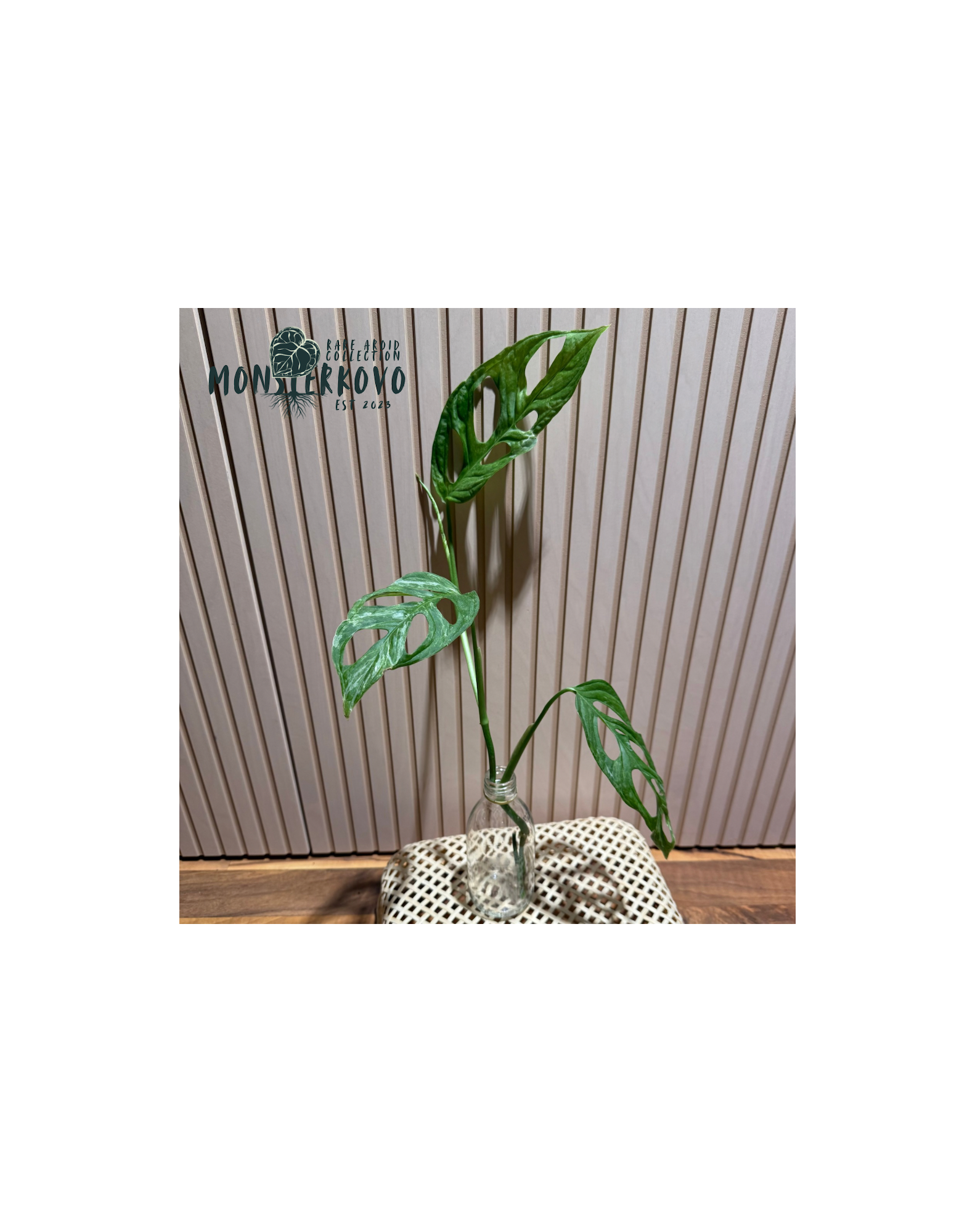 Monstera Indonesian Marble odrezok