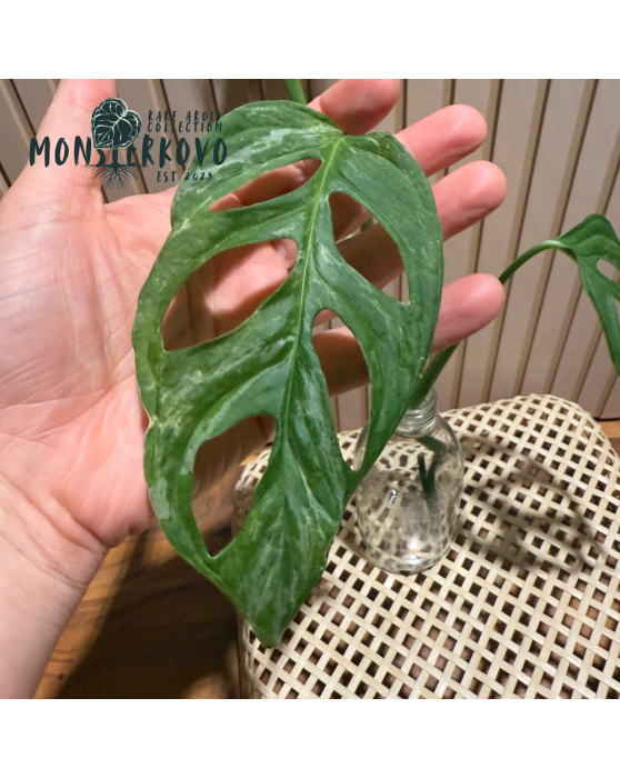 Monstera Indonesian Marble odrezok