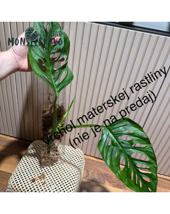 Monstera lechleriana - zakorené kolienko s aktívnym rastom