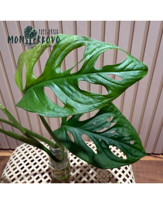 Monstera adans. Aurea...