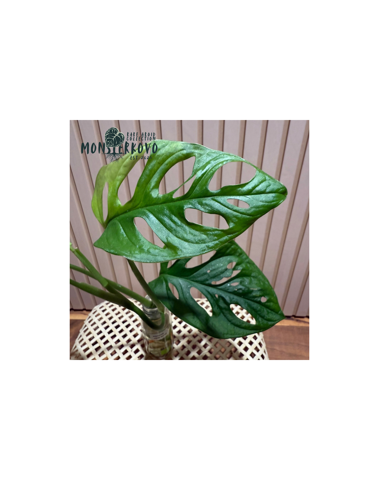 Monstera adans. Aurea Variegata