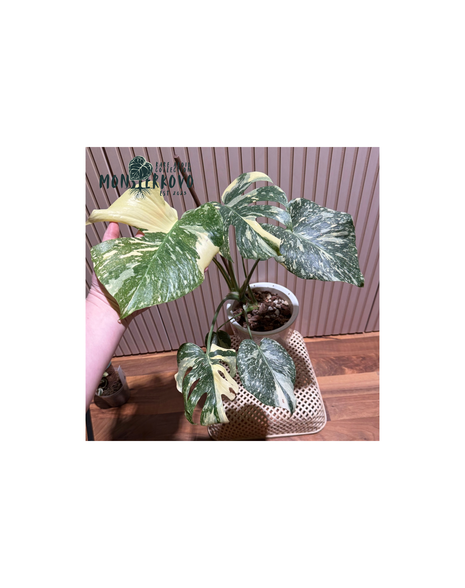 Monstera 'Crème Brûlée'