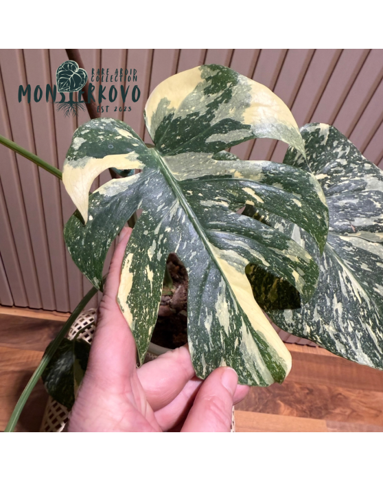 Monstera 'Crème Brûlée'