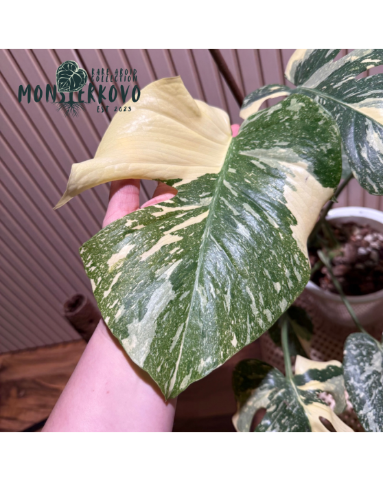 Monstera 'Crème Brûlée'