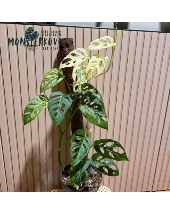 Monstera 'Japanese...