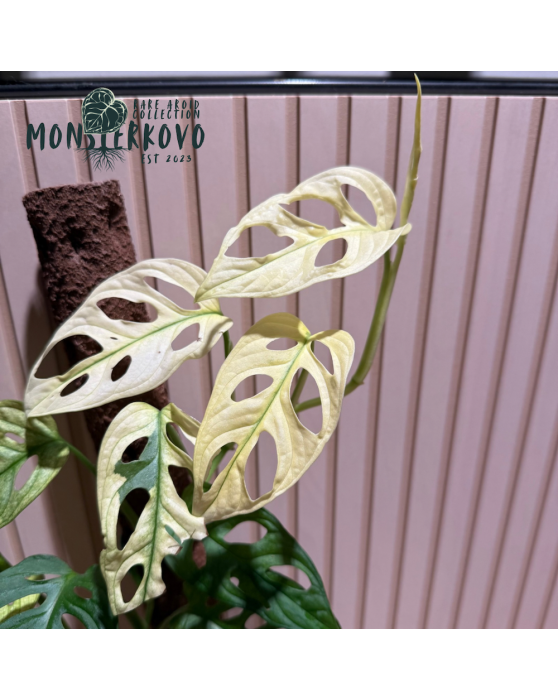 Monstera 'Japanese Tricolor' variegata