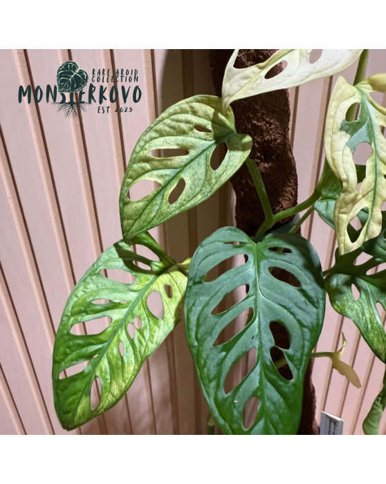 Monstera 'Japanese Tricolor' variegata