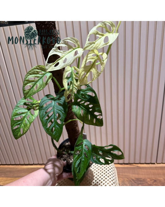 Monstera 'Japanese Tricolor' variegata