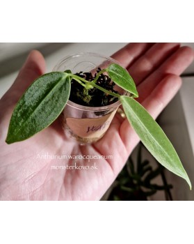 Anthurium warocqueanum - baby