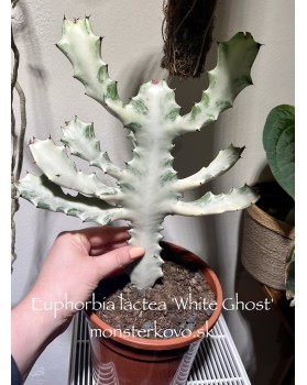 Euphorbia lactea 'White Ghost'