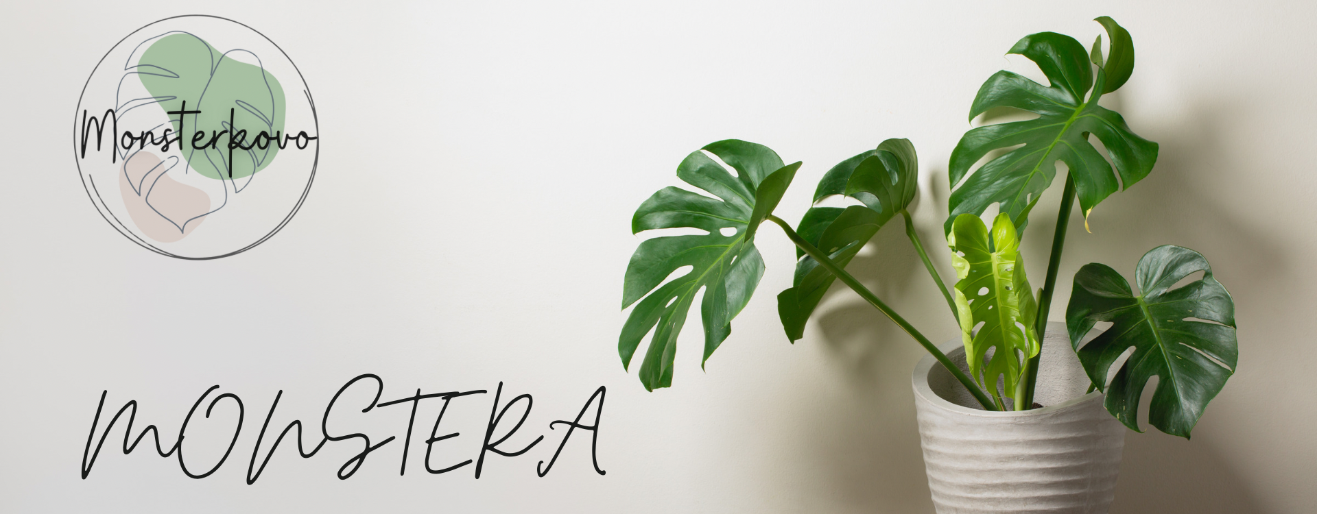 MONSTERA